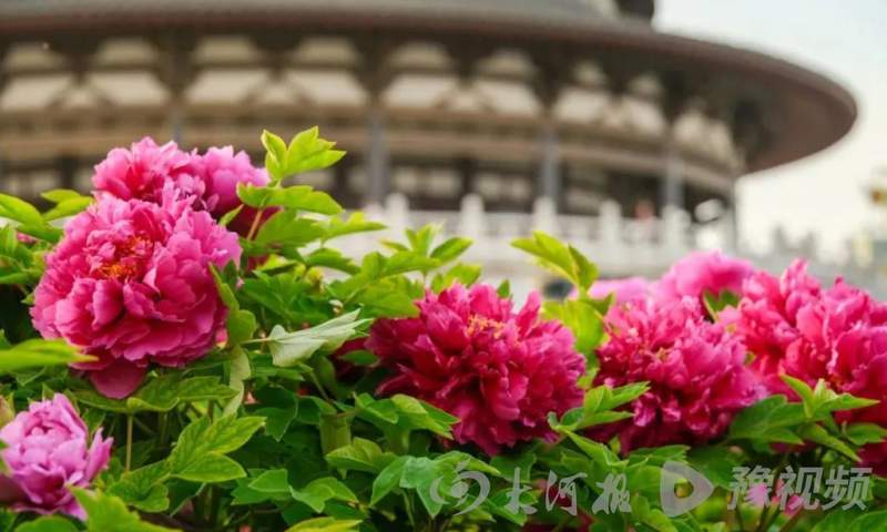  河南免费游攻略：实测有效的景区优惠获取路径与避坑指南 文化旅游