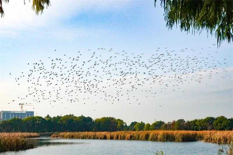  沉浸式剧本游引爆文旅新赛道：巴城十二花神IP的运营逻辑深度解析 文化旅游