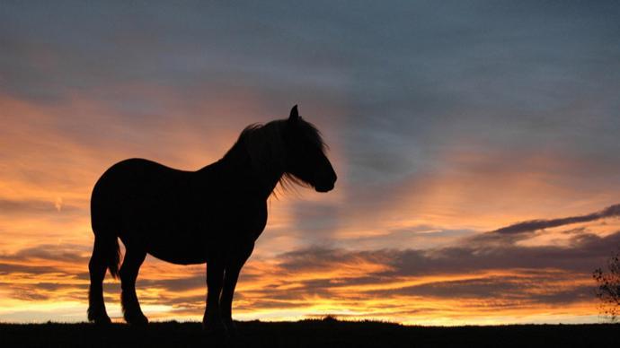  【深度长文】从99岁老人作息表到抗老本质：解码龙马精神的科学养生逻辑 健康养生
